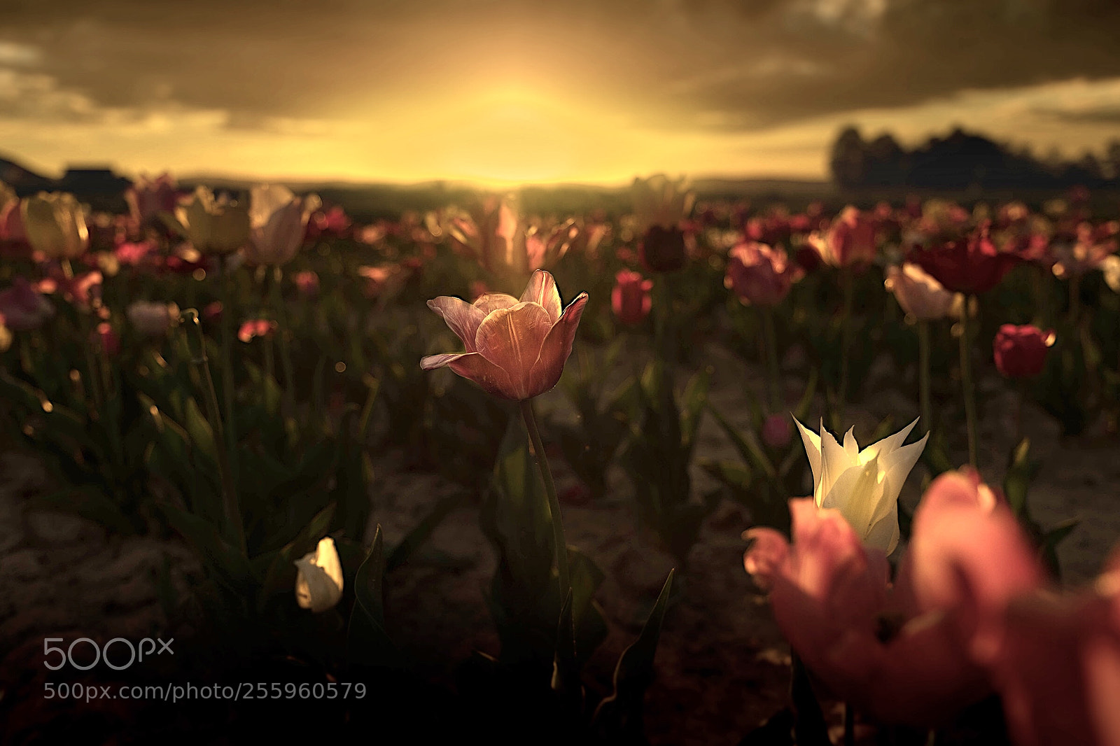 Fujifilm X-T2 sample photo. Dramatic tulips photography