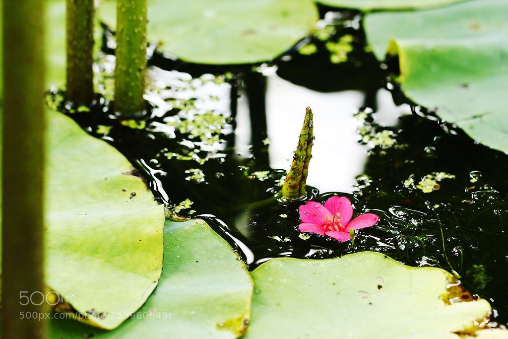 Canon EOS 60D sample photo. 꽃배(flower boat) photography