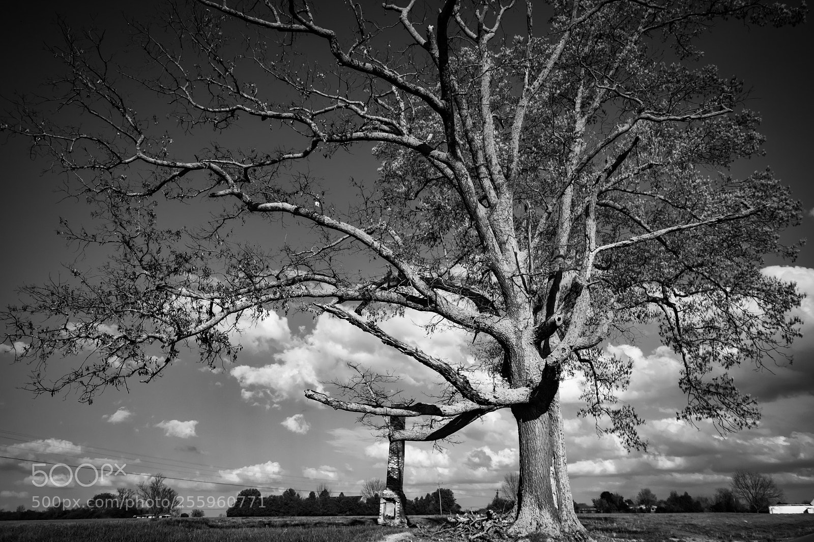 Nikon D5500 sample photo. Old tree photography