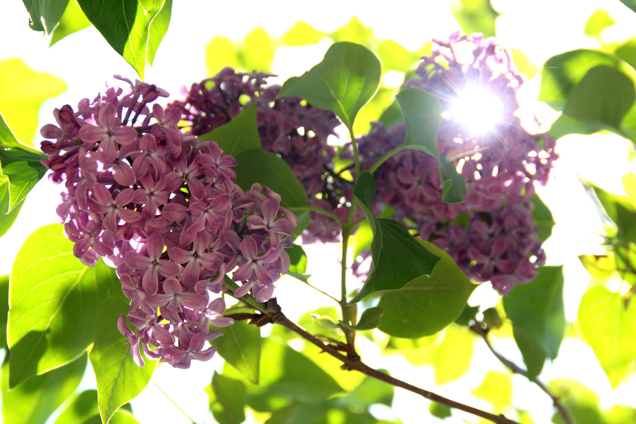 Canon EOS 650D (EOS Rebel T4i / EOS Kiss X6i) sample photo. Spring tidings... photography