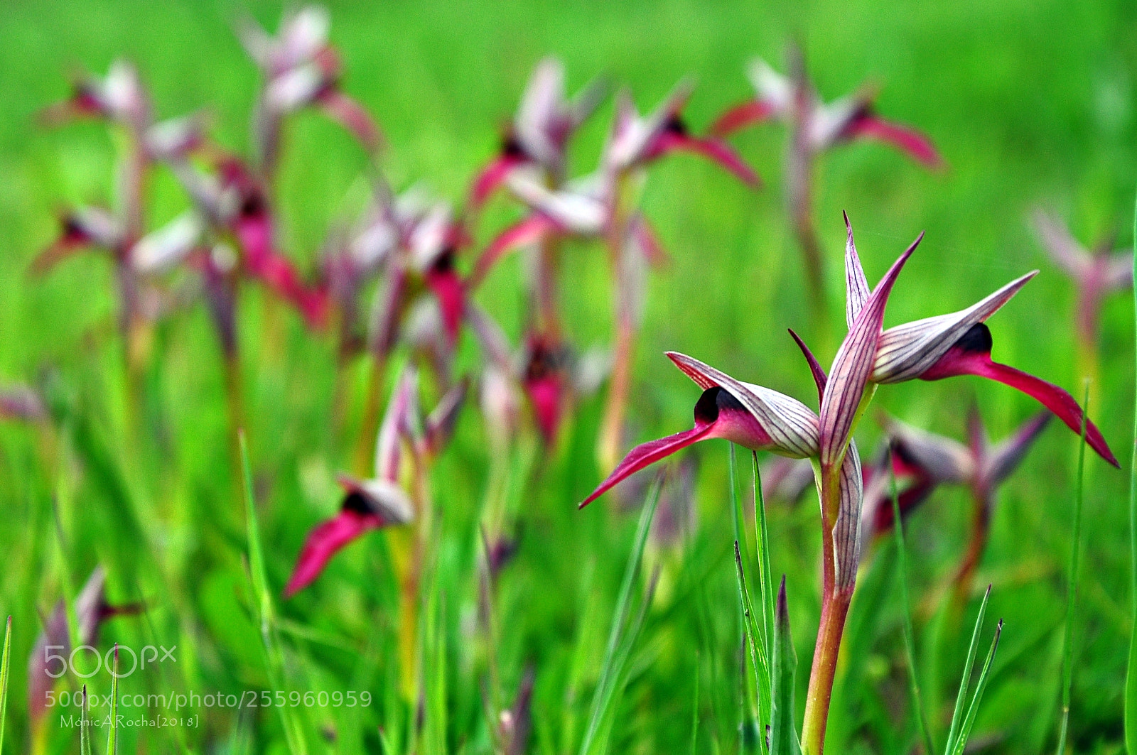 Nikon D90 sample photo. Serapias lingua photography