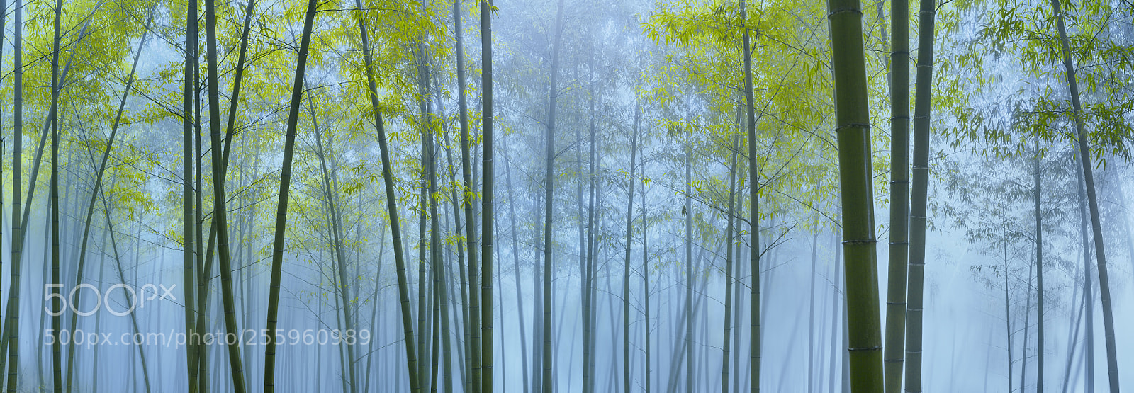 Canon EOS 5D Mark II sample photo. Bamboo forest in mist photography