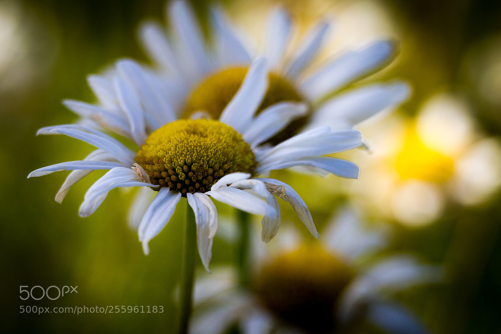 Canon EOS 7D sample photo. Daisy photography