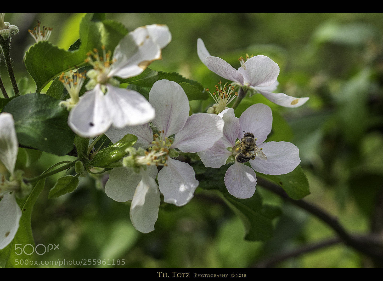 Olympus OM-D E-M1 sample photo. Apple blossoms photography