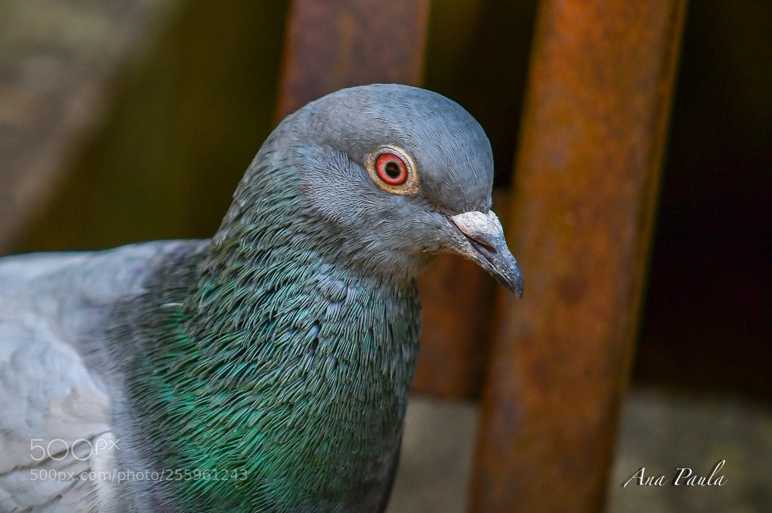 Nikon D500 sample photo. Close -up photography