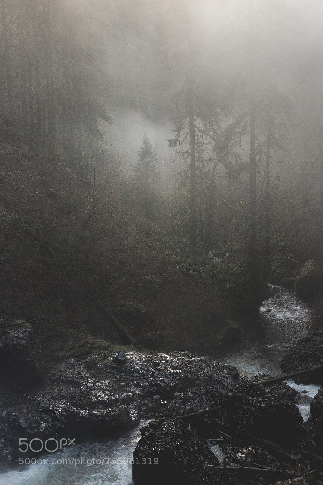 Canon EOS 600D (Rebel EOS T3i / EOS Kiss X5) sample photo. Mysterious forest photography