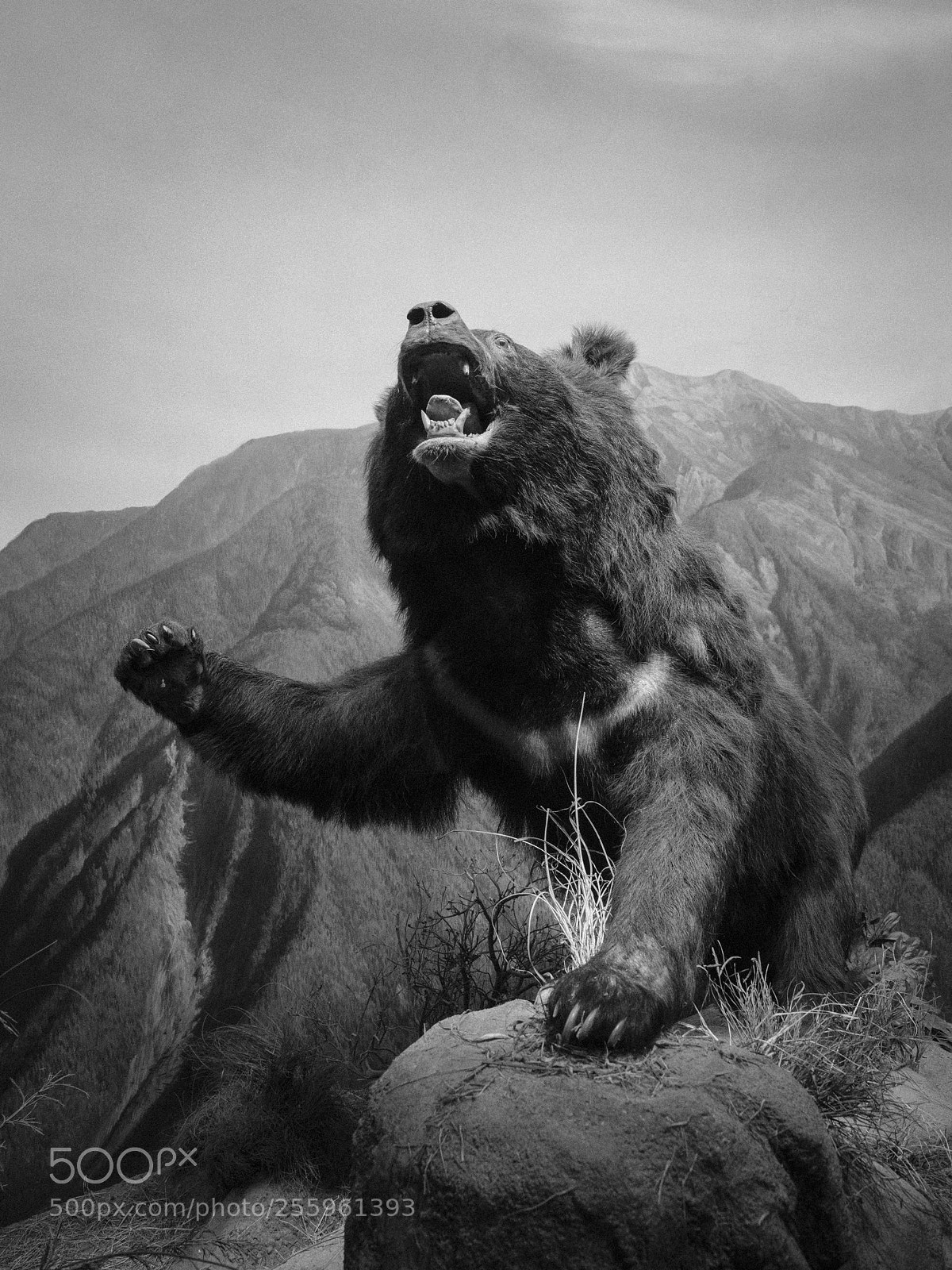 Olympus OM-D E-M5 II sample photo. Grizzly specimen photography