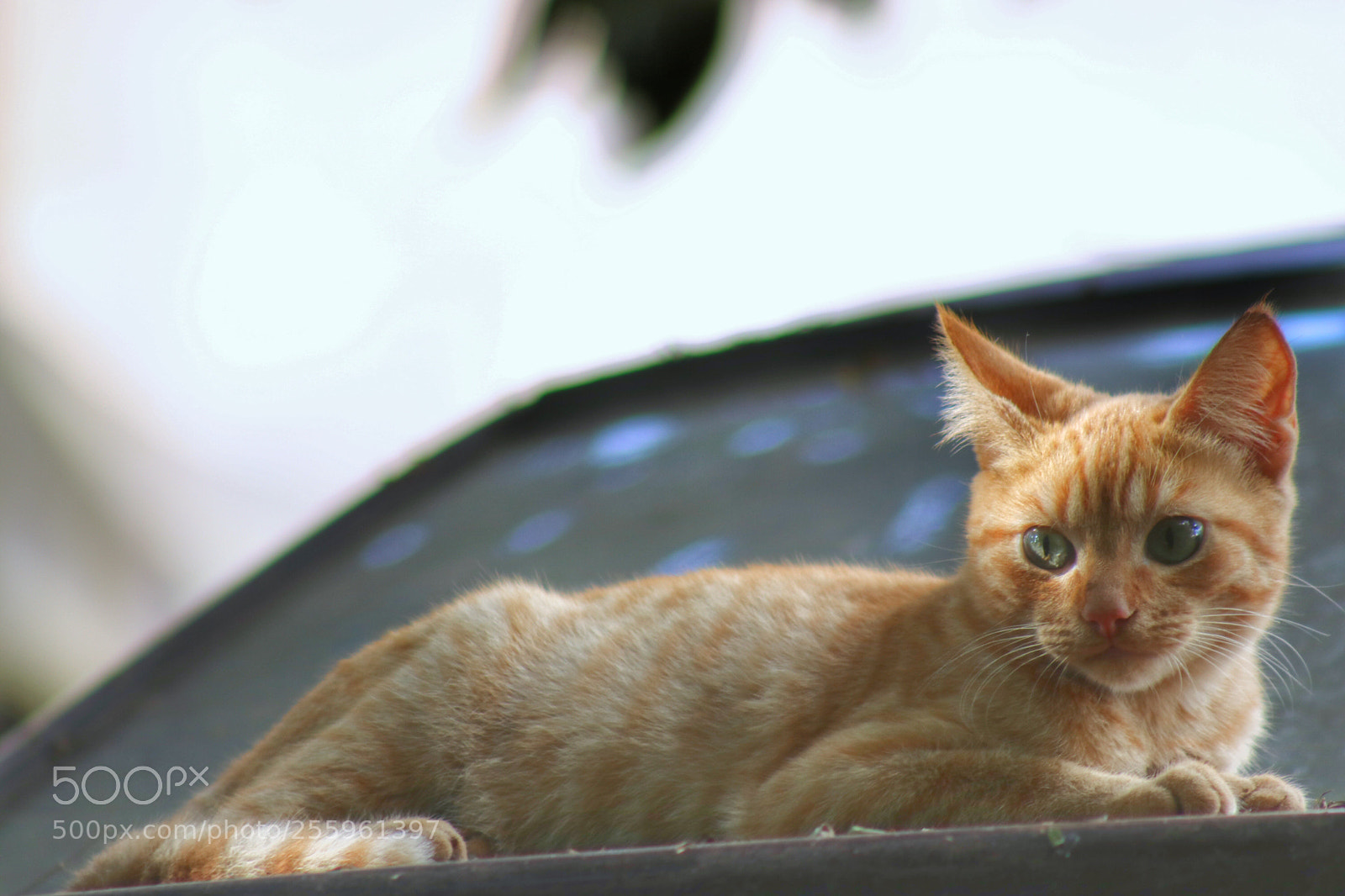 Canon EOS 750D (EOS Rebel T6i / EOS Kiss X8i) sample photo. Nap moment! photography