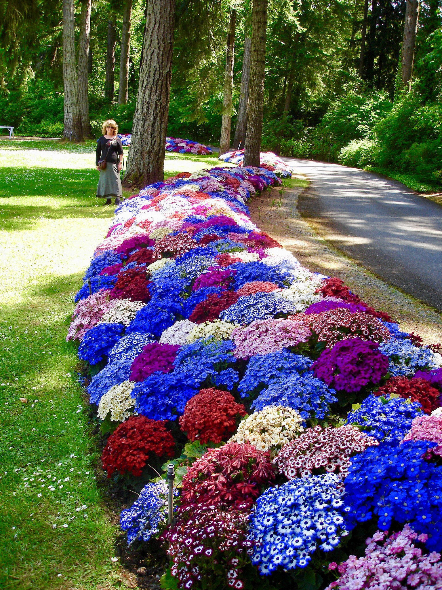 Sony DSC-W17 sample photo. Butchart gardens  photography