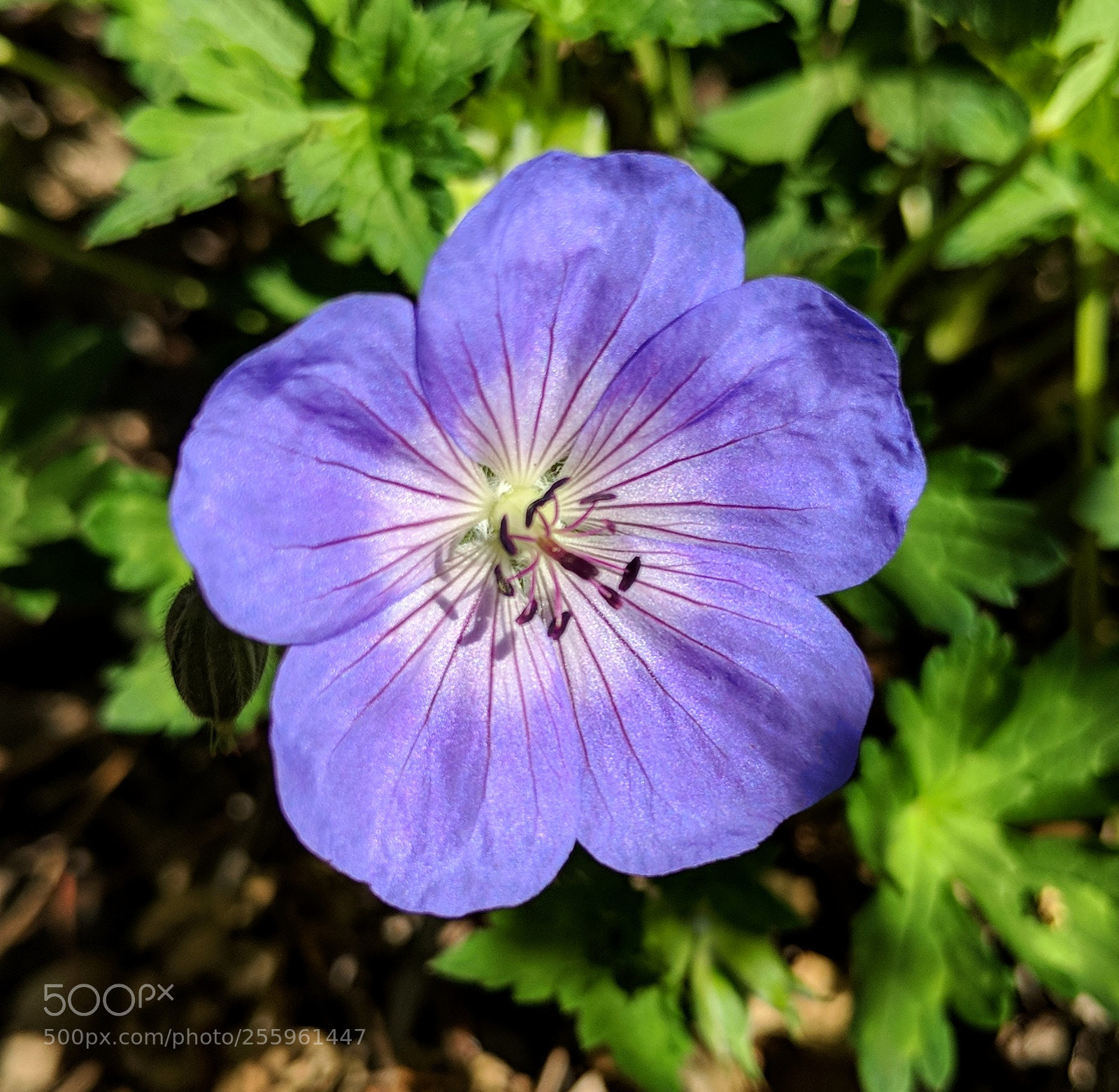 Google Pixel 2 XL sample photo. Untitled photography
