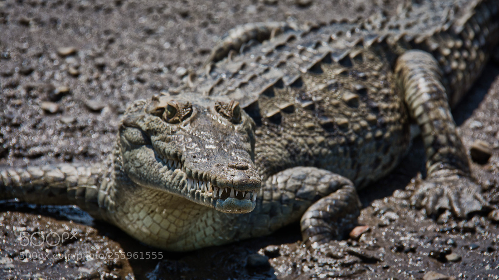 Nikon D7100 sample photo. Young crocodile photography