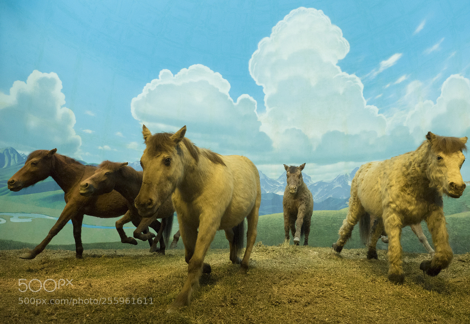 Olympus OM-D E-M5 II sample photo. Mustang specimens photography