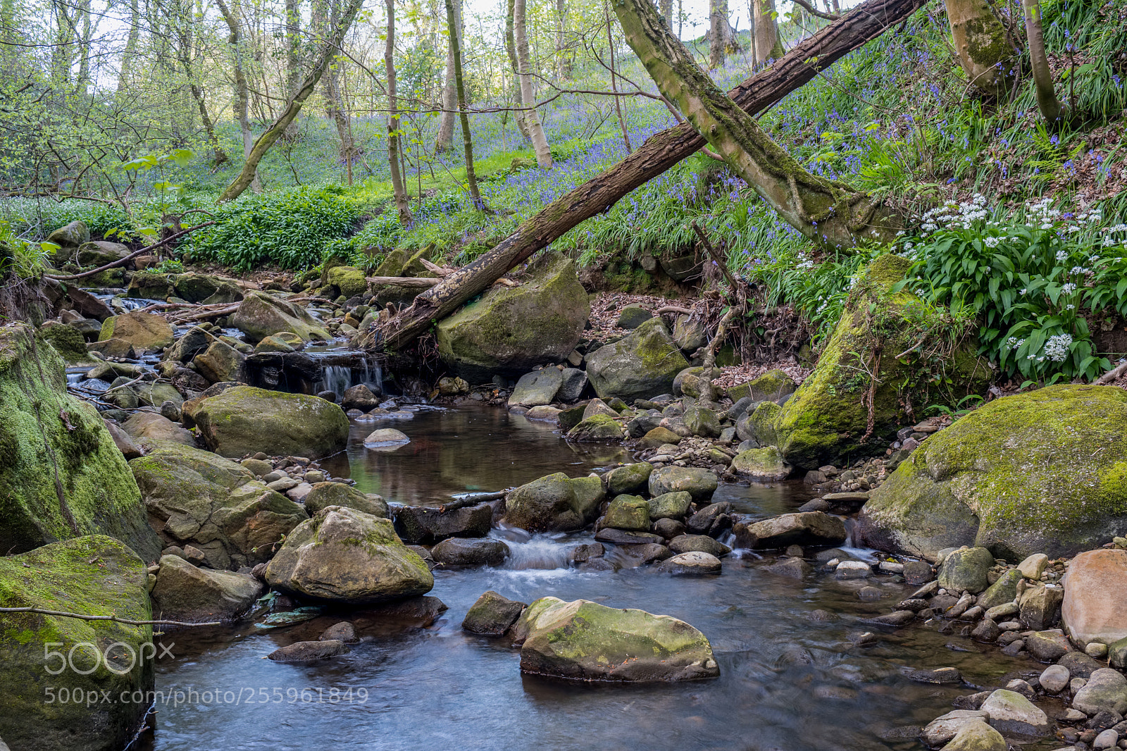 Fujifilm X-T2 sample photo. A walk in the photography