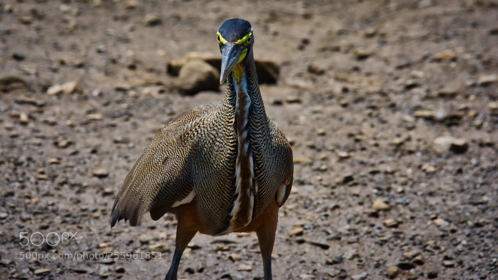 Nikon D7100 sample photo. Tiger heron photography