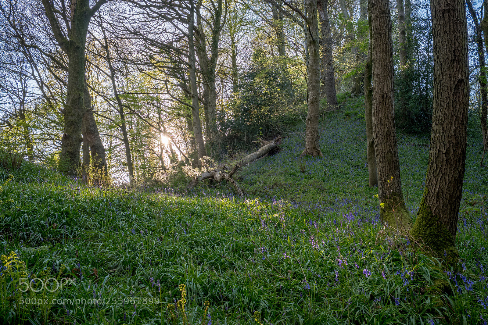 Fujifilm X-T2 sample photo. A walk in the photography