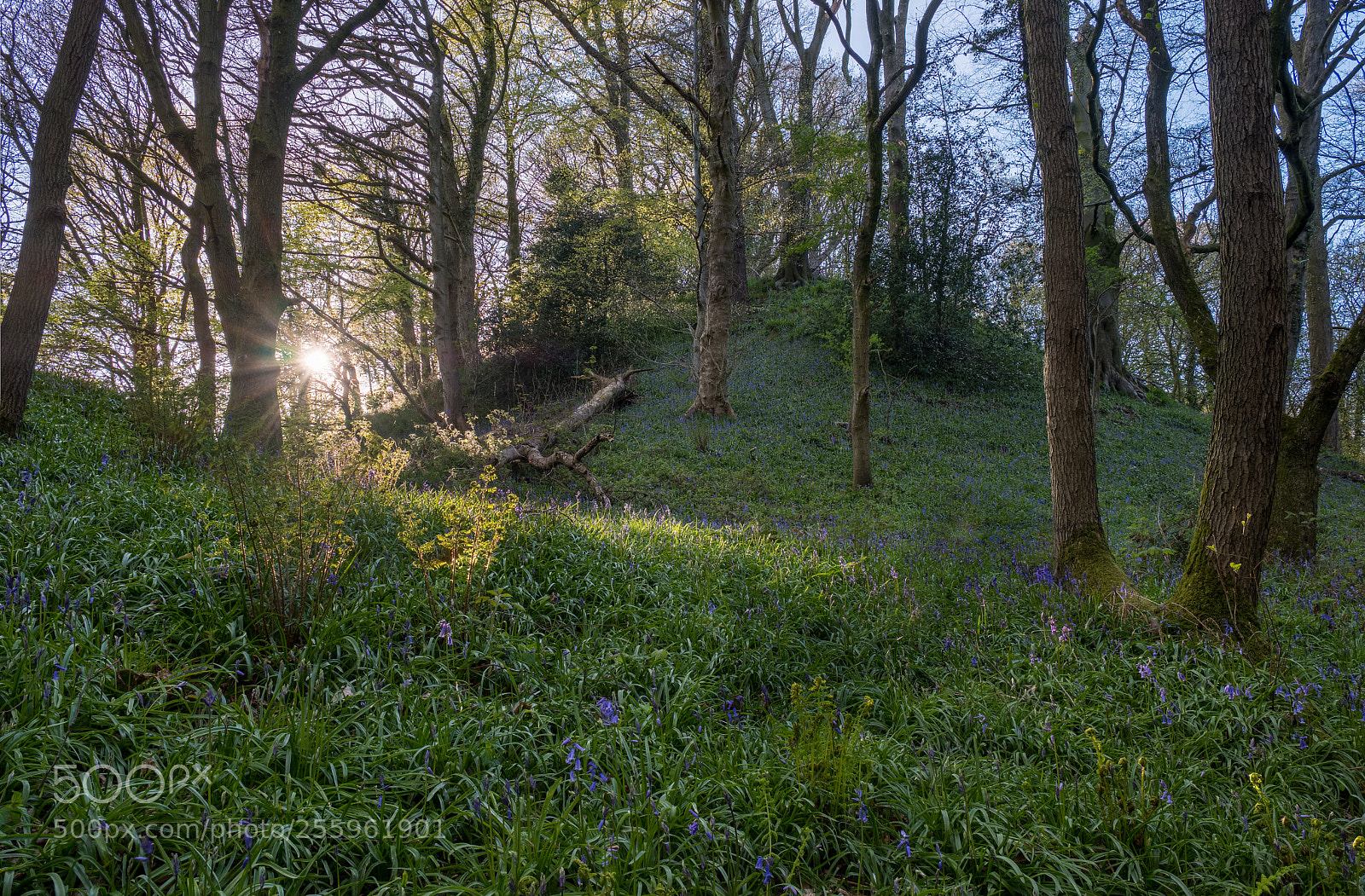 Fujifilm X-T2 sample photo. A walk in the photography