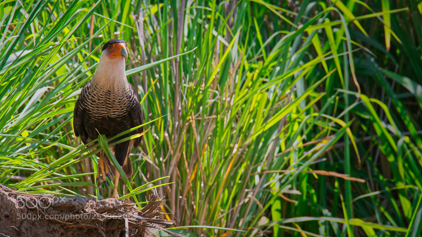Nikon D7100 sample photo. Crested caracara photography