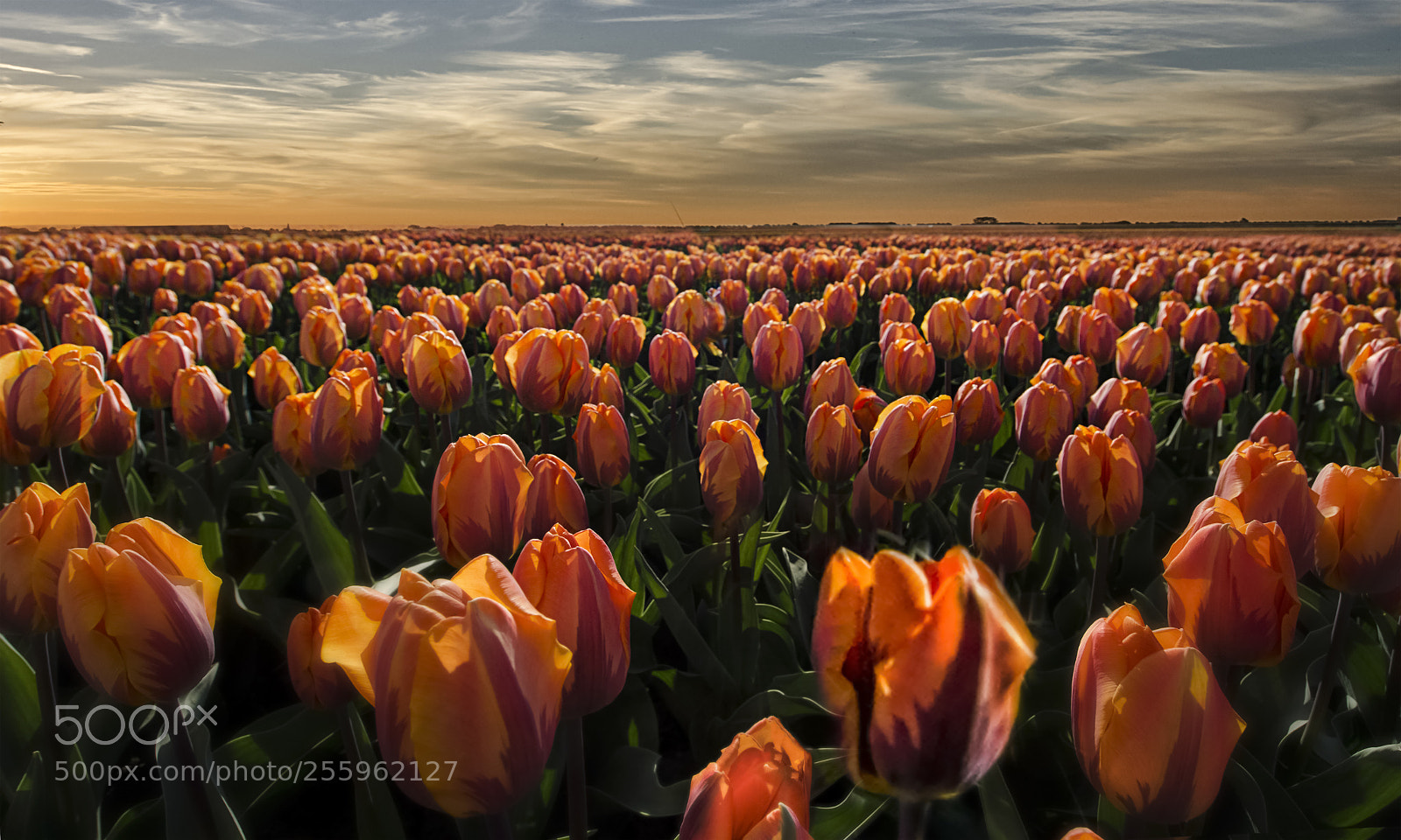 Nikon D5100 sample photo. Tulip fever ! photography