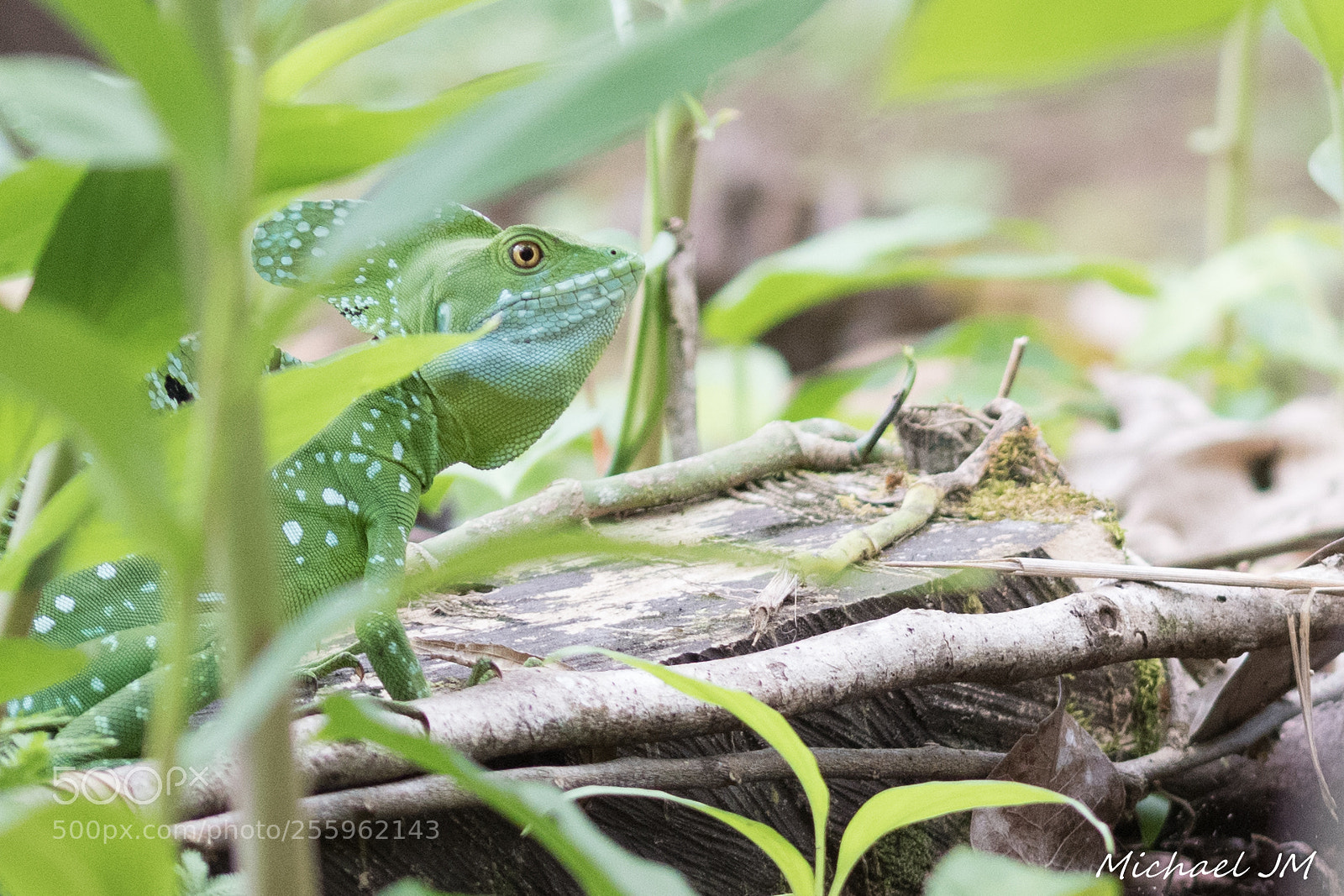 Nikon D500 sample photo. Green nature photography