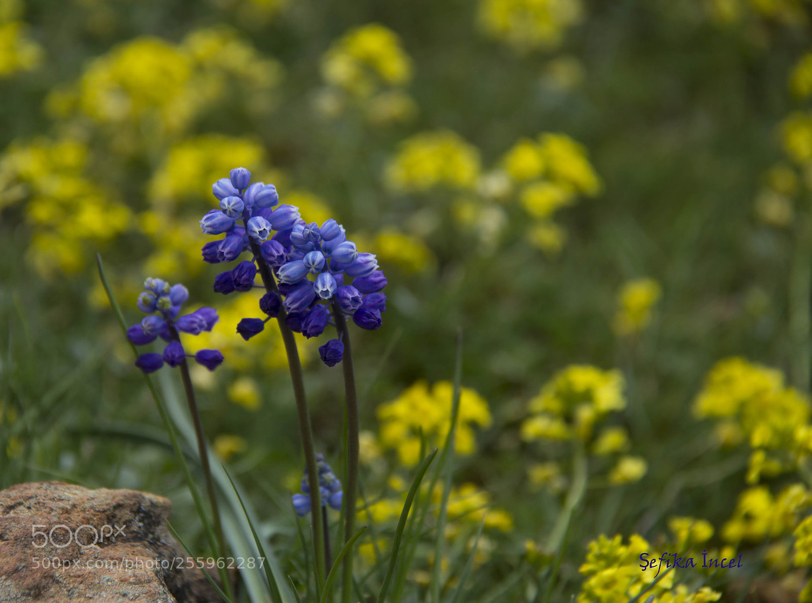 Canon EOS 600D (Rebel EOS T3i / EOS Kiss X5) sample photo. Mor ve sarı photography