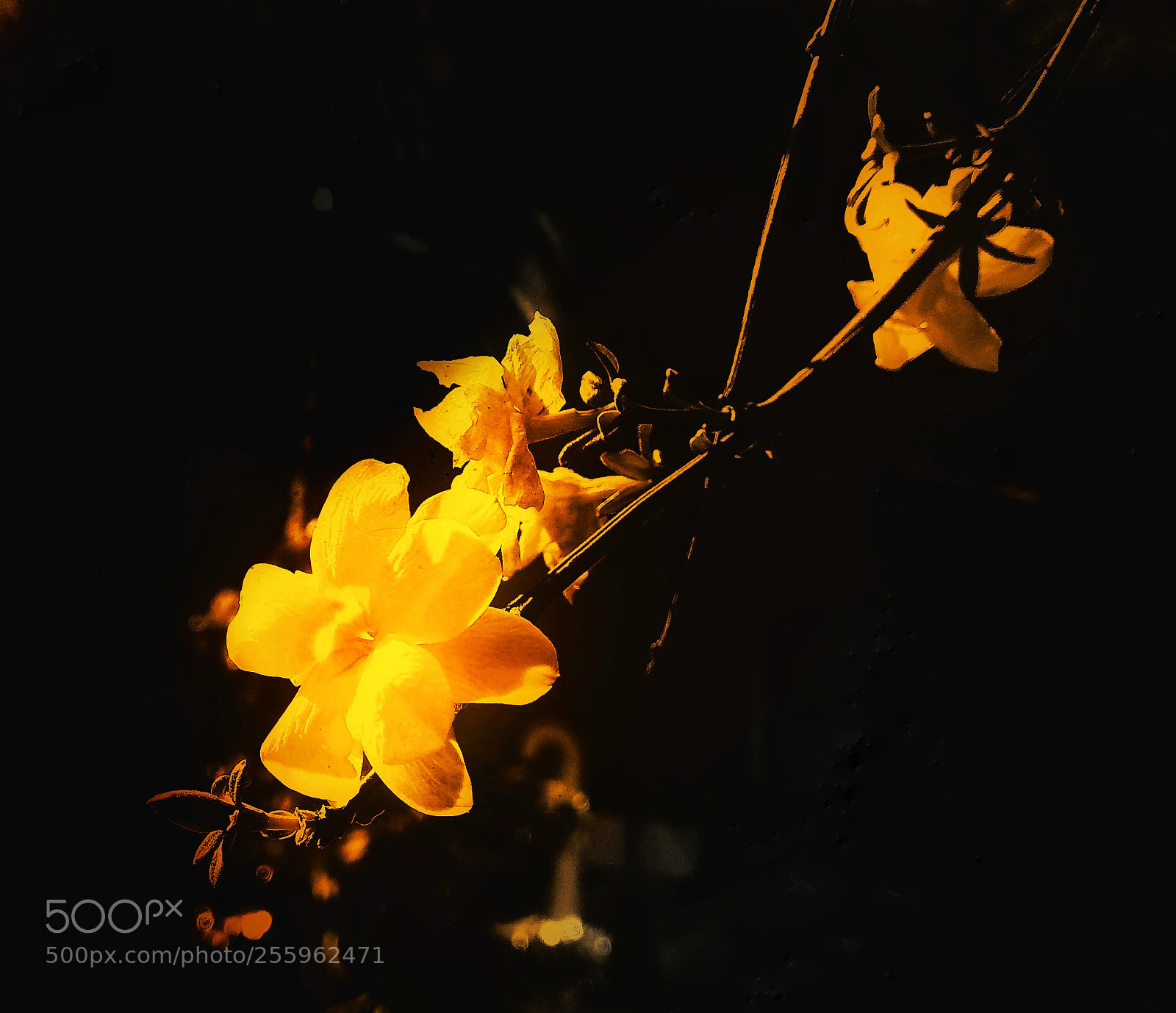 Xiaomi Redmi Note 4 sample photo. Flaming flower photography