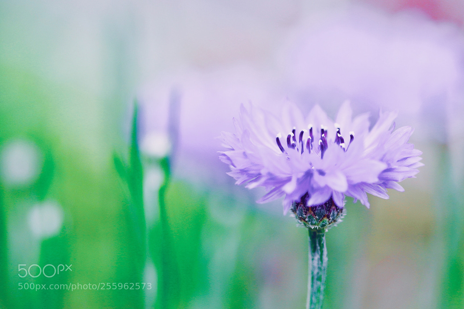 Canon EOS 7D Mark II sample photo. Untitled photography