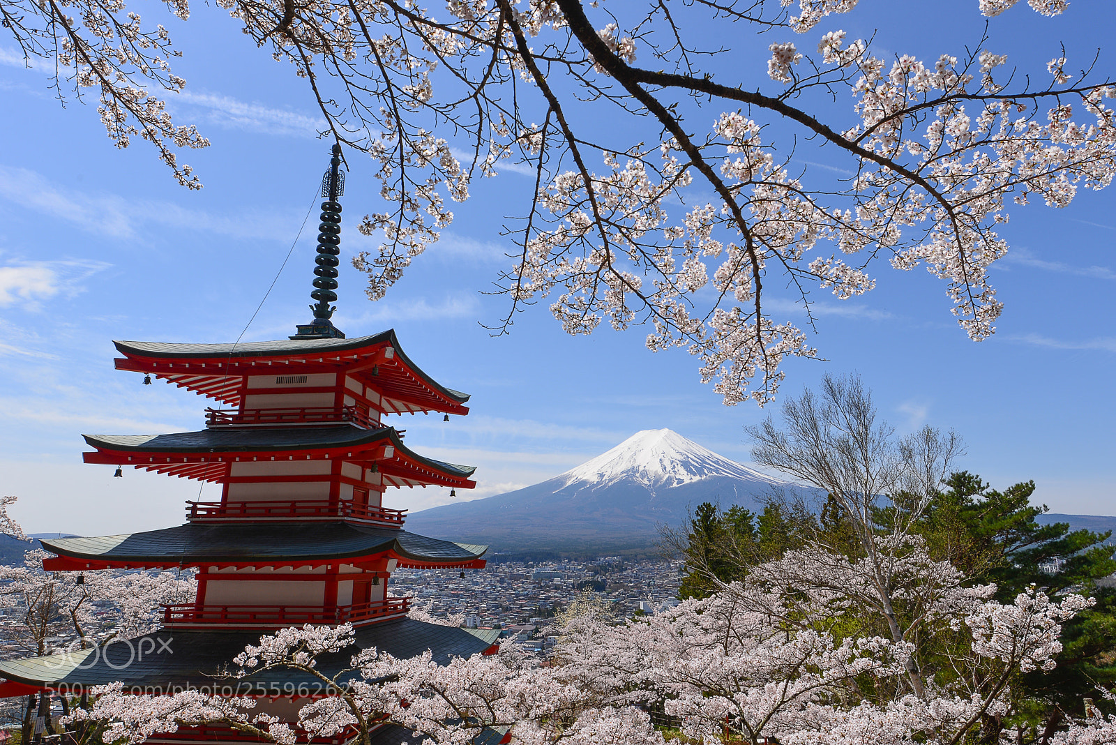 Nikon D610 sample photo. Sakura and fuji photography