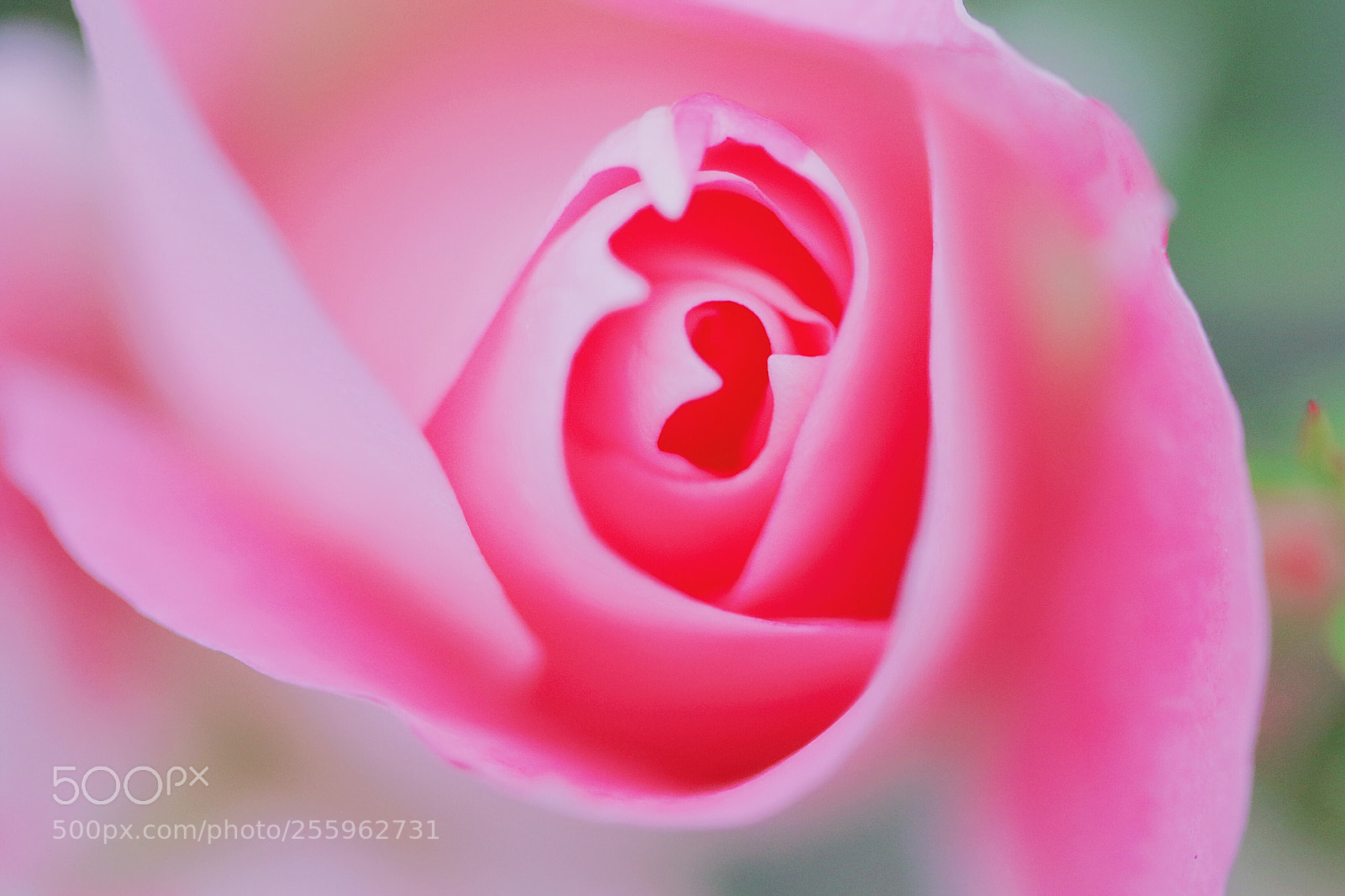 Canon EOS 7D Mark II sample photo. Untitled photography