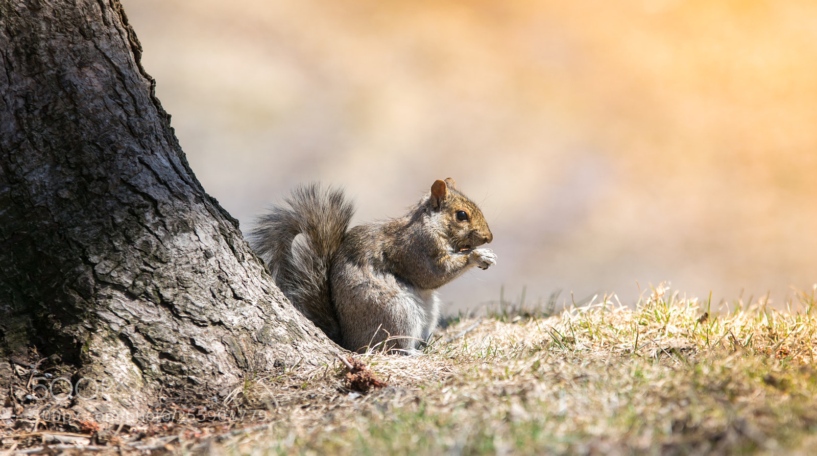 Nikon D5300 sample photo. Let's call him bob. photography