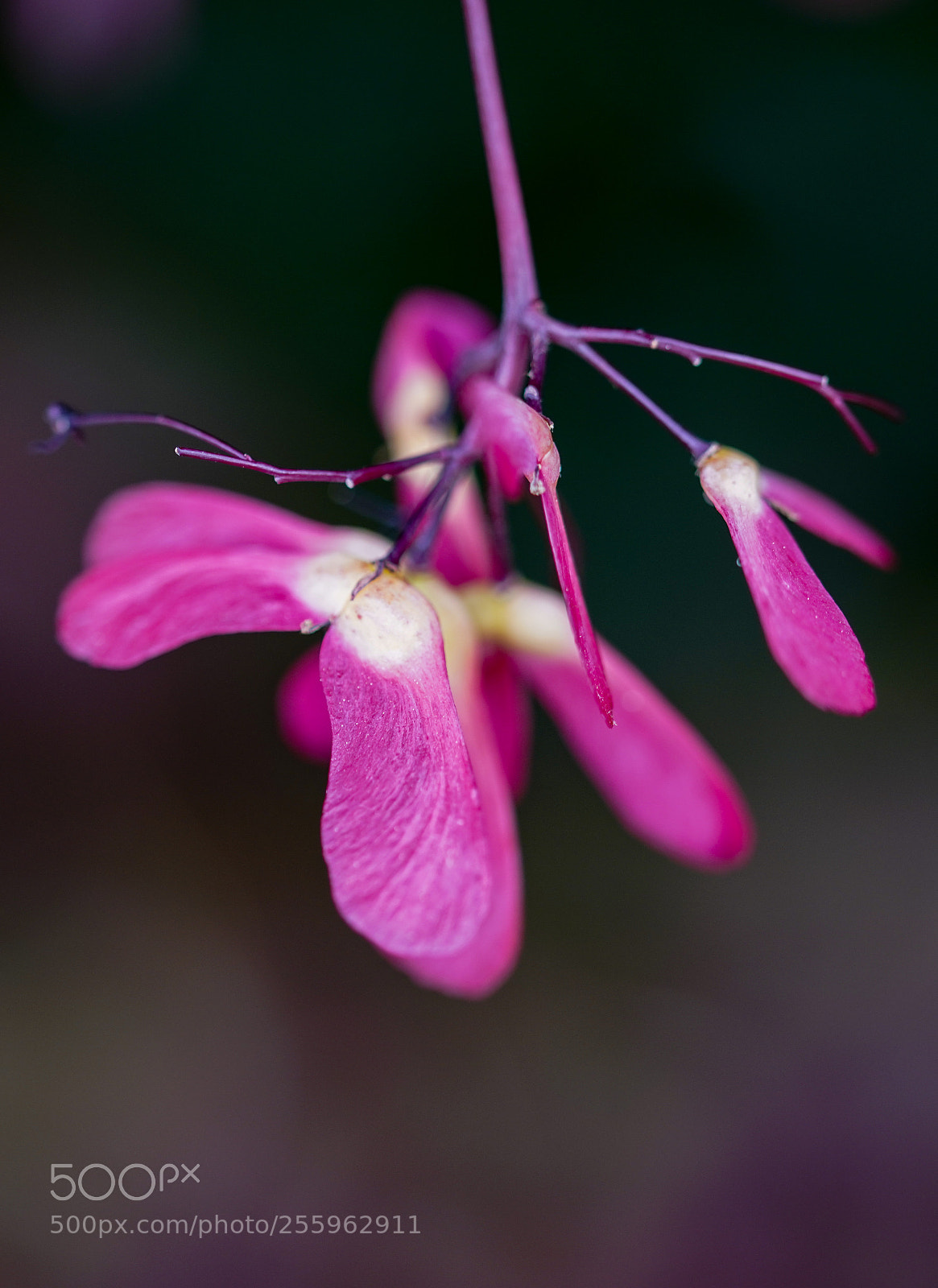 Sony a7R III sample photo. Maple seeds photography