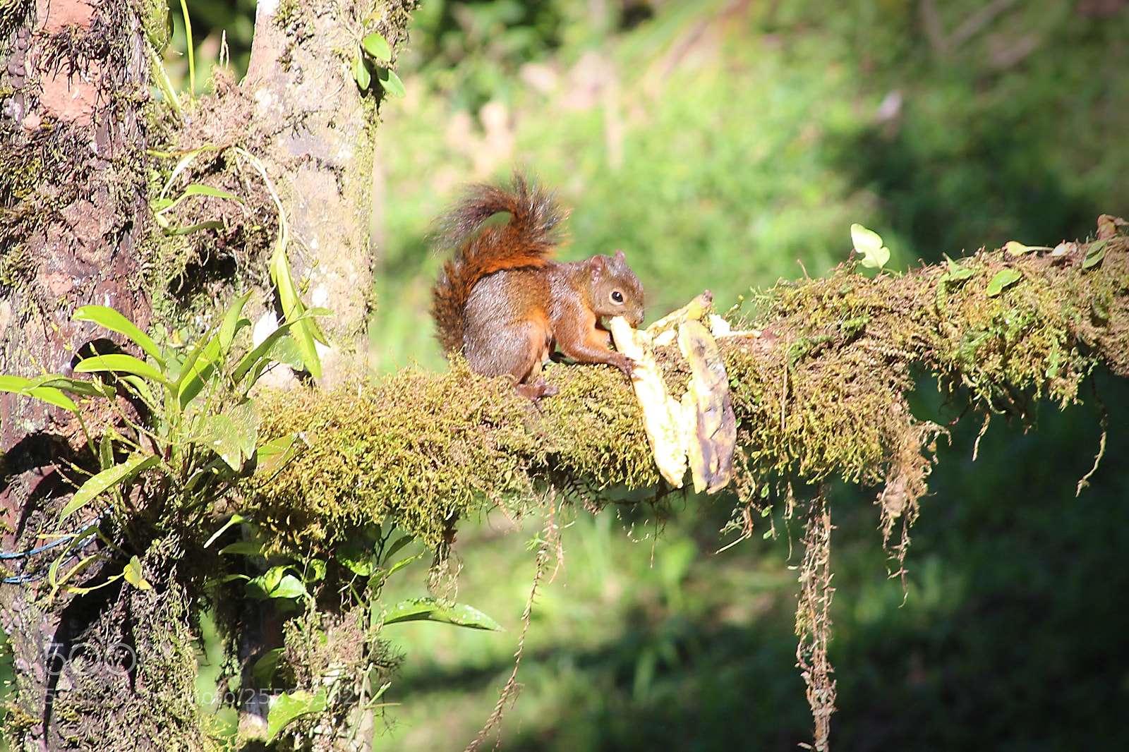 Canon EOS 650D (EOS Rebel T4i / EOS Kiss X6i) sample photo. Chipmunk photography