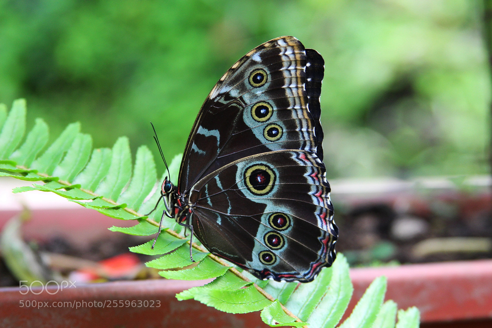 Canon EOS 650D (EOS Rebel T4i / EOS Kiss X6i) sample photo. Butterfly photography
