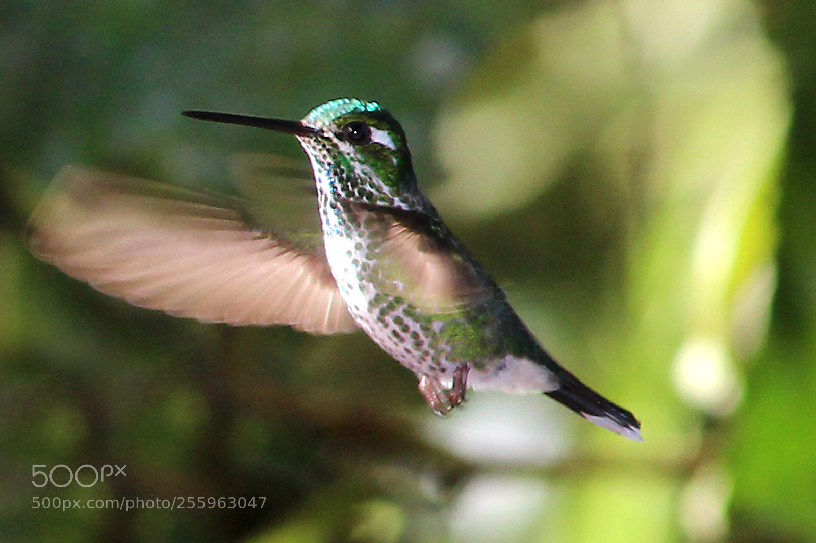 Canon EOS 650D (EOS Rebel T4i / EOS Kiss X6i) sample photo. Hummingbird photography