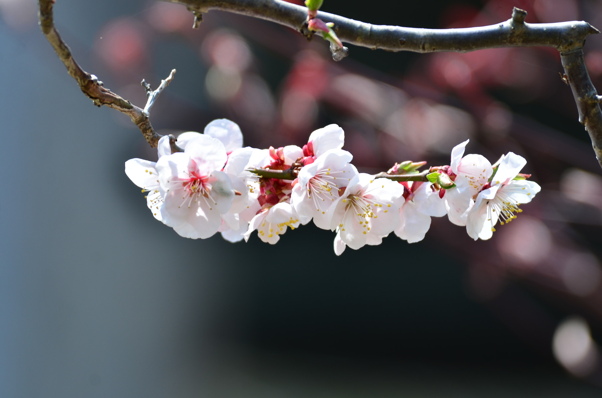 Nikon D7000 sample photo