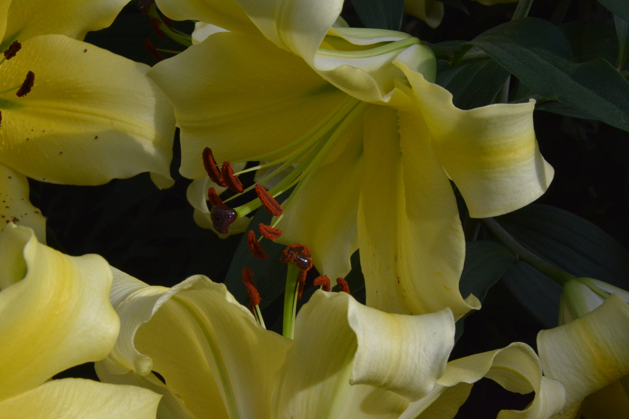 Nikon D7100 sample photo. Dc photography