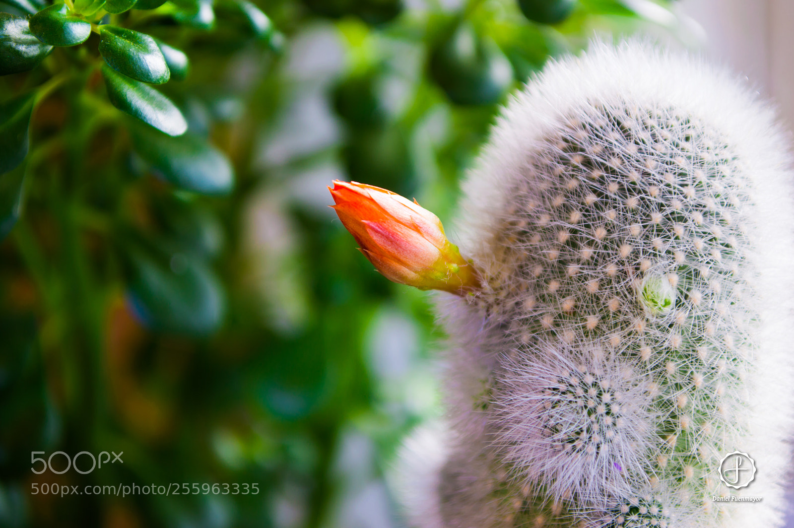 Nikon D3200 sample photo. Botón rebutia albipinosa! photography