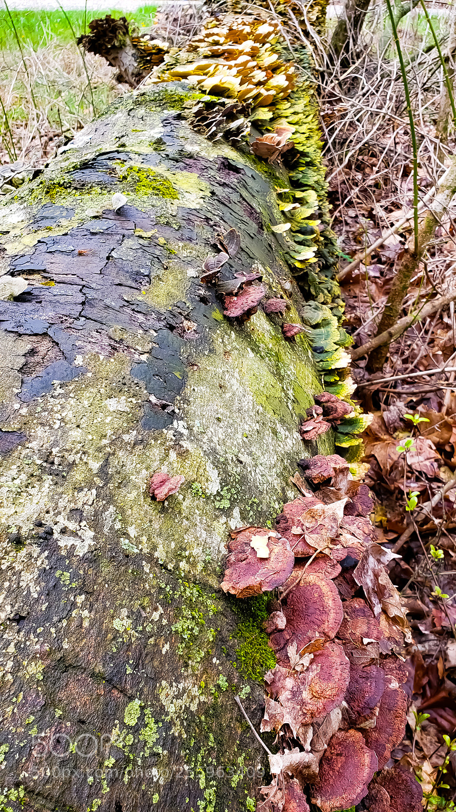 Samsung Galaxy S9+ sample photo. Untitled photography