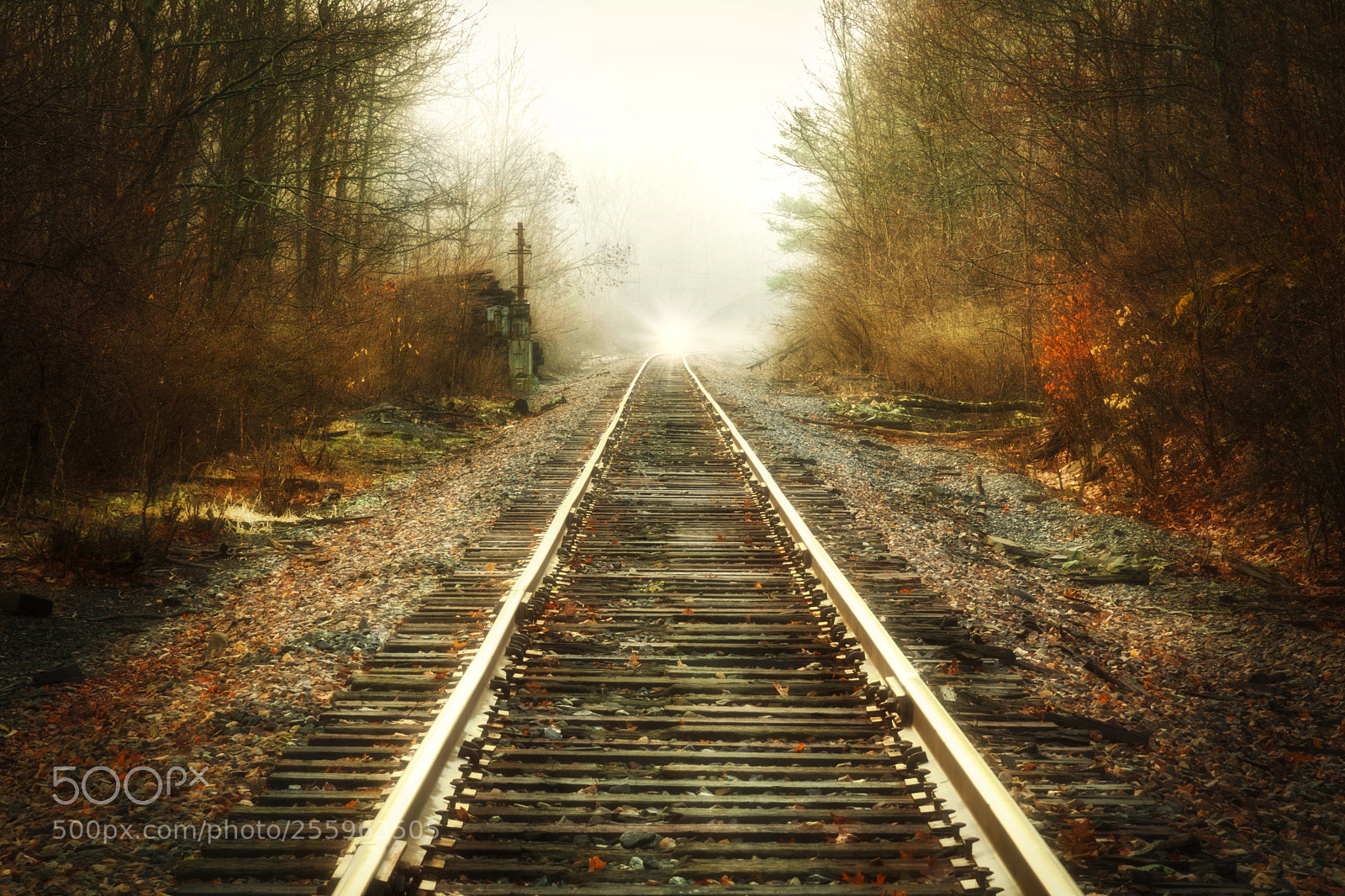 Nikon D7100 sample photo. Light through the fog photography