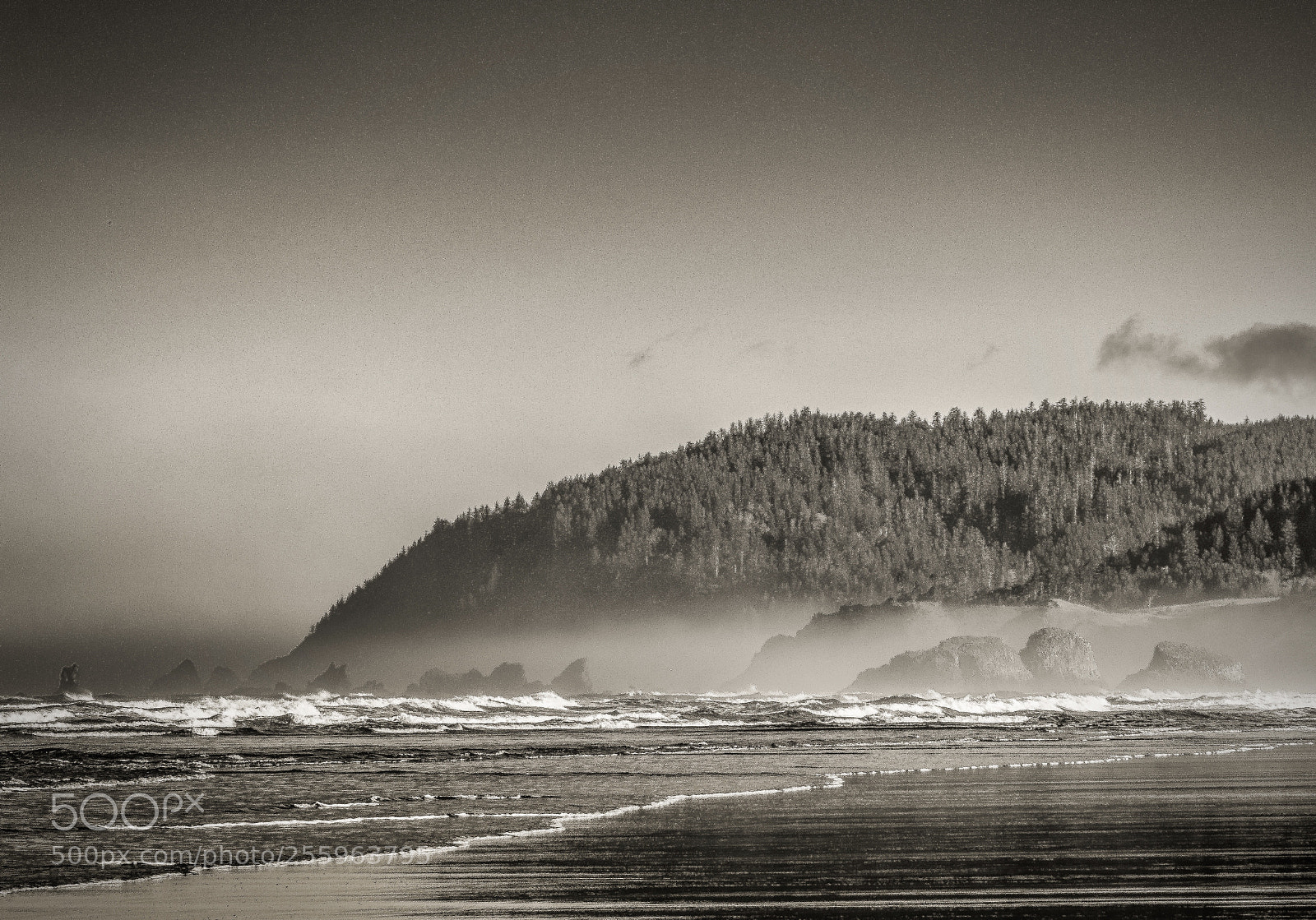 Canon EOS 7D Mark II sample photo. Misty morning photography