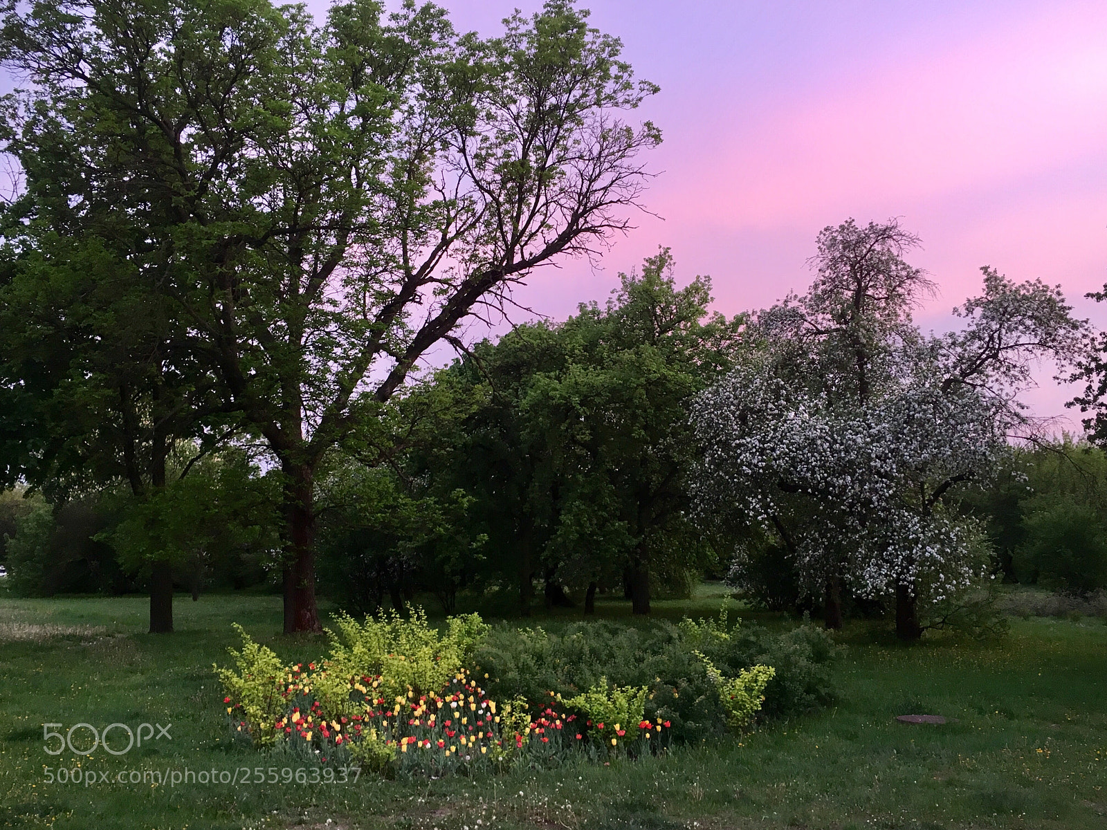 Apple iPhone 6s sample photo. Untitled photography