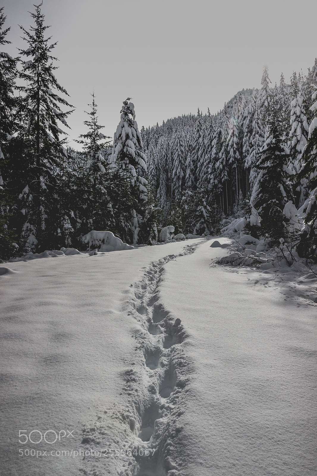 Canon EOS 600D (Rebel EOS T3i / EOS Kiss X5) sample photo. Winter wonderland photography