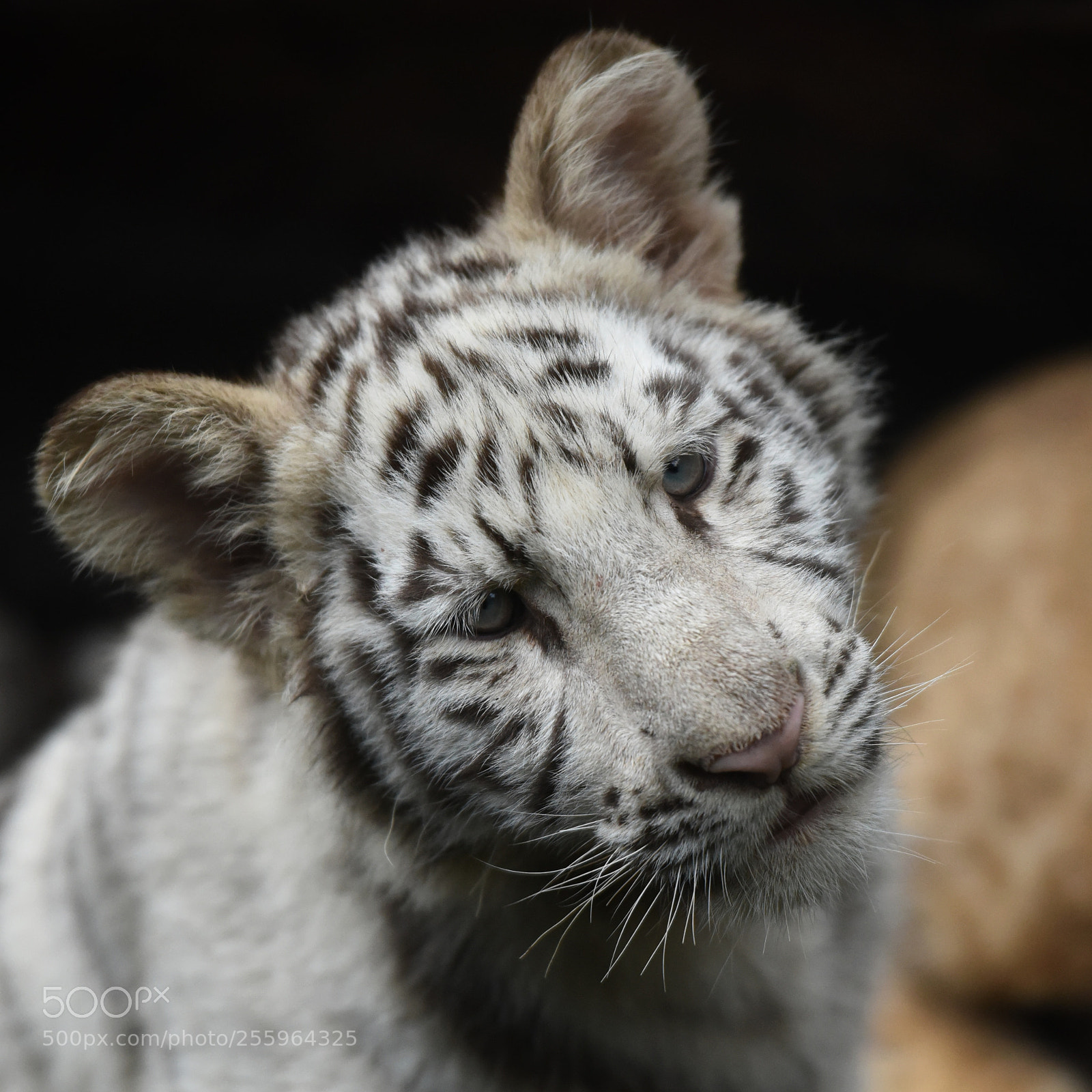 Nikon D810 sample photo. Baby white tiger photography