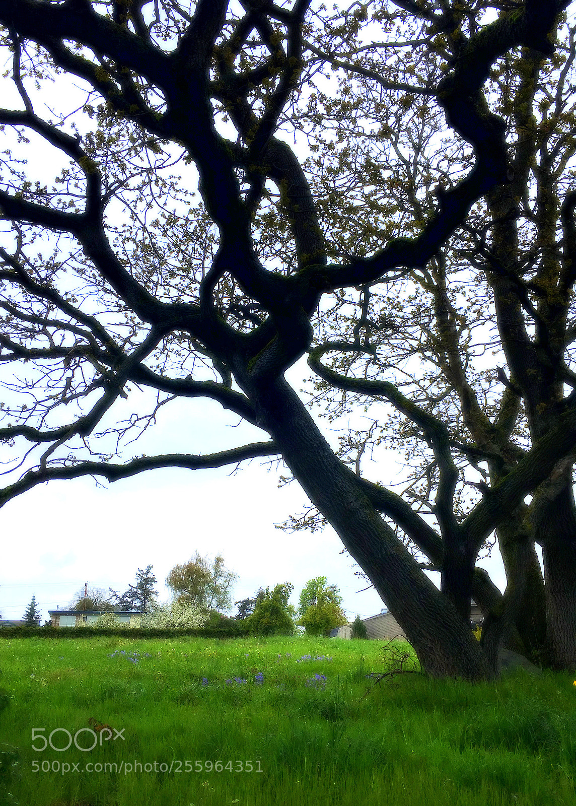 Apple iPhone SE sample photo. Tree photography