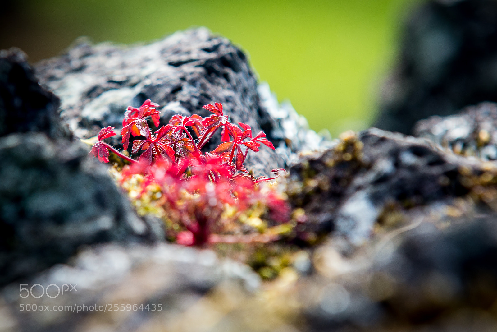 Nikon D610 sample photo. Nature #2 photography