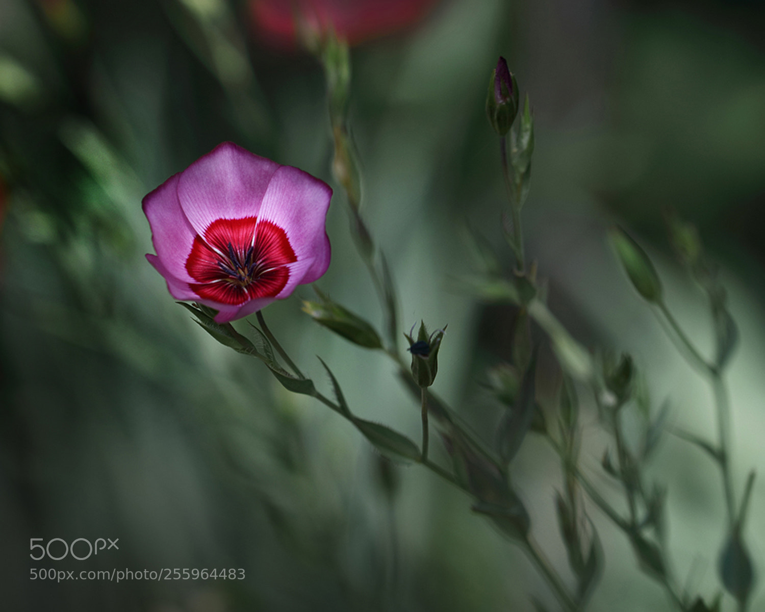 Canon EOS 80D sample photo. Untitled photography