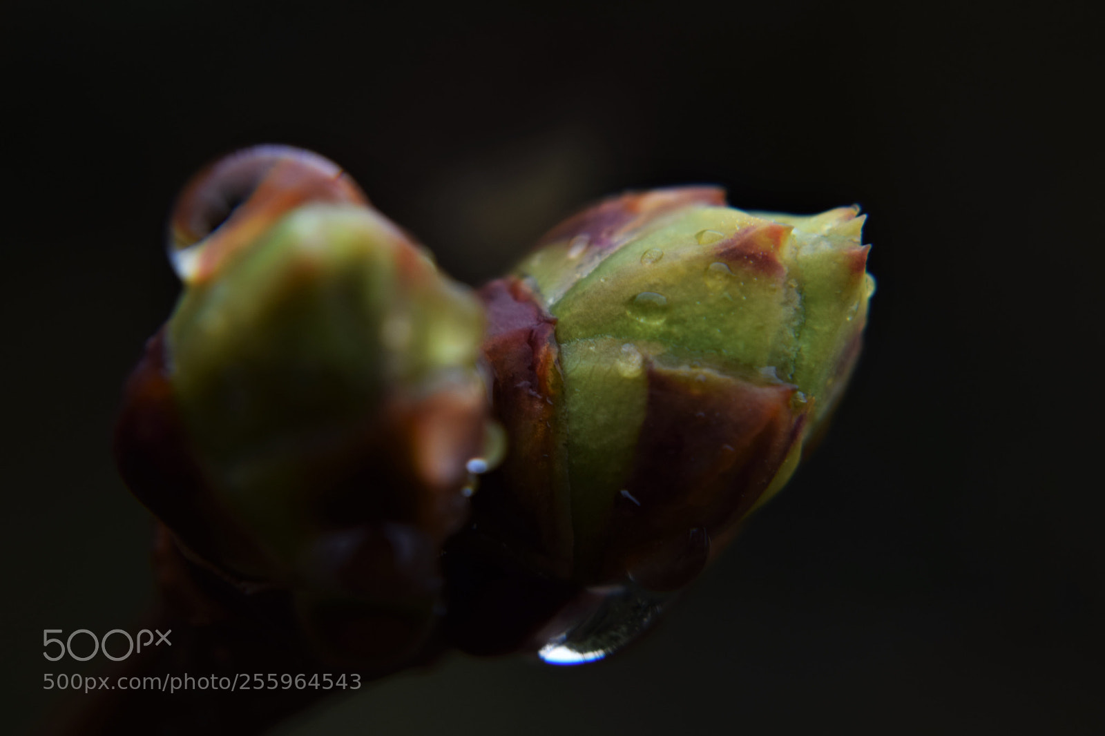 Nikon D3300 sample photo. Buds photography
