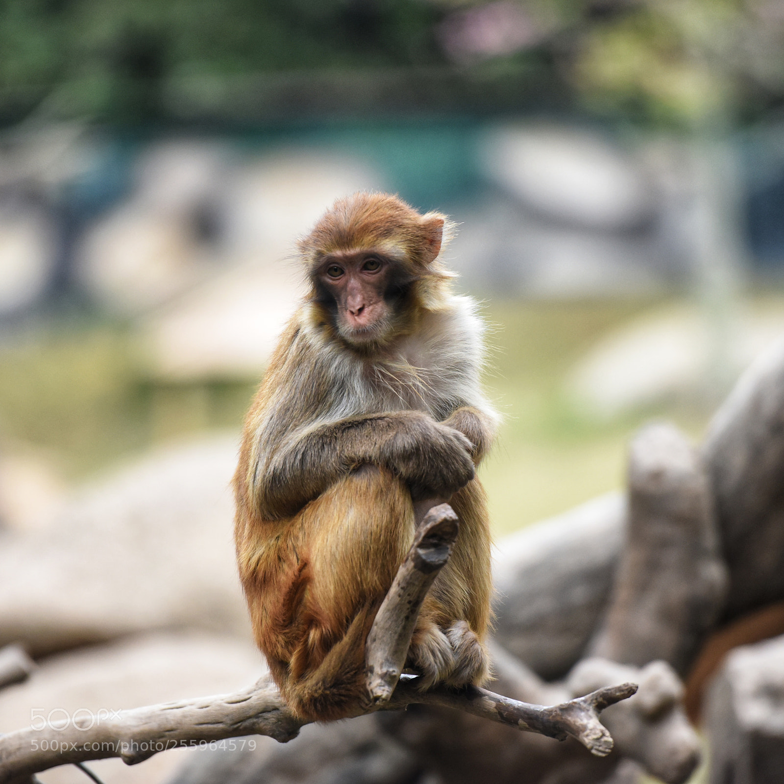 Nikon D810 sample photo. Sitting still photography