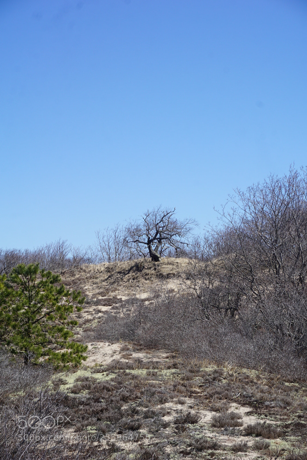 Sony a6000 sample photo. 2 lonely trees! photography