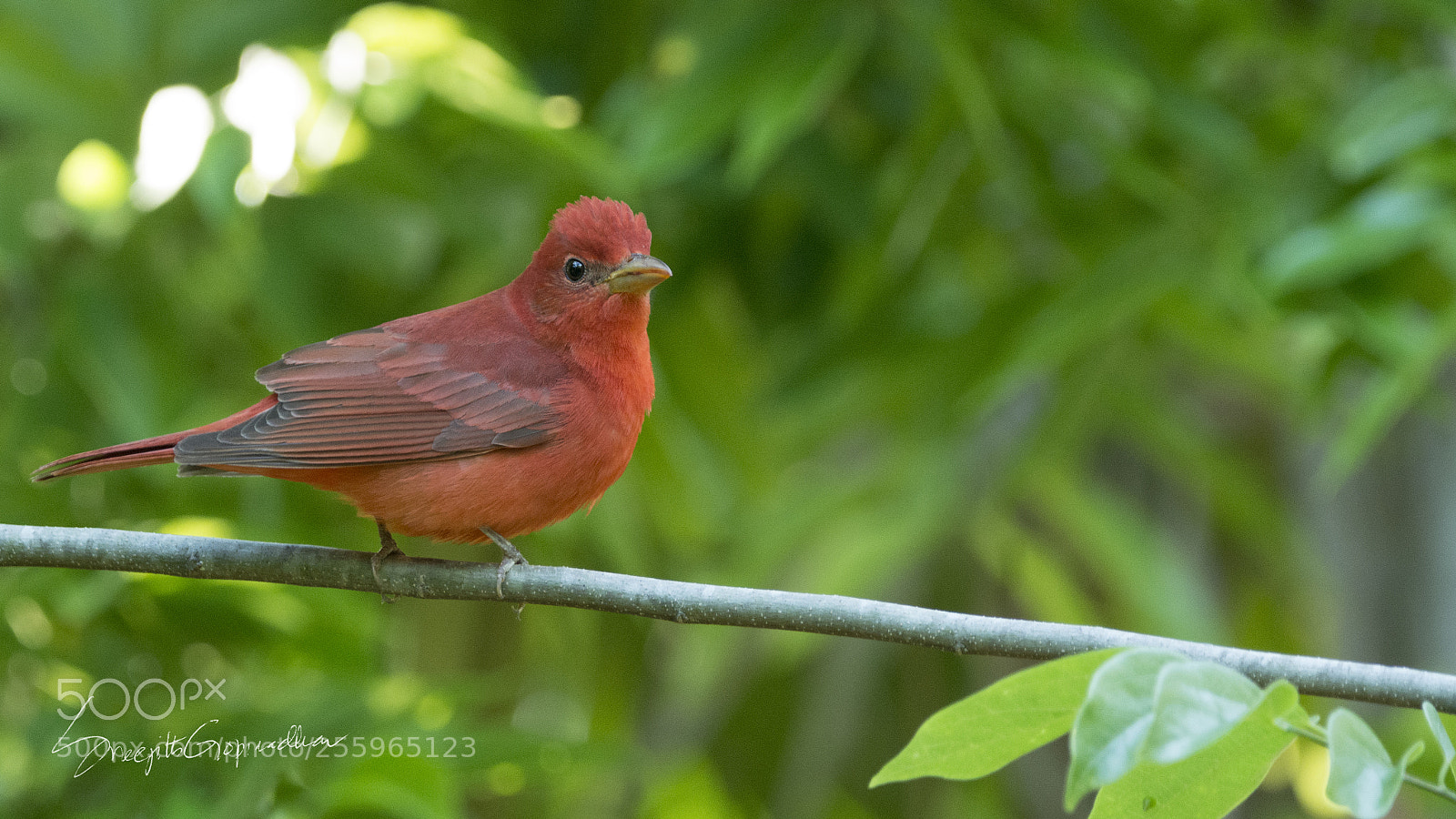 Nikon D7100 sample photo. Summer tanager! photography