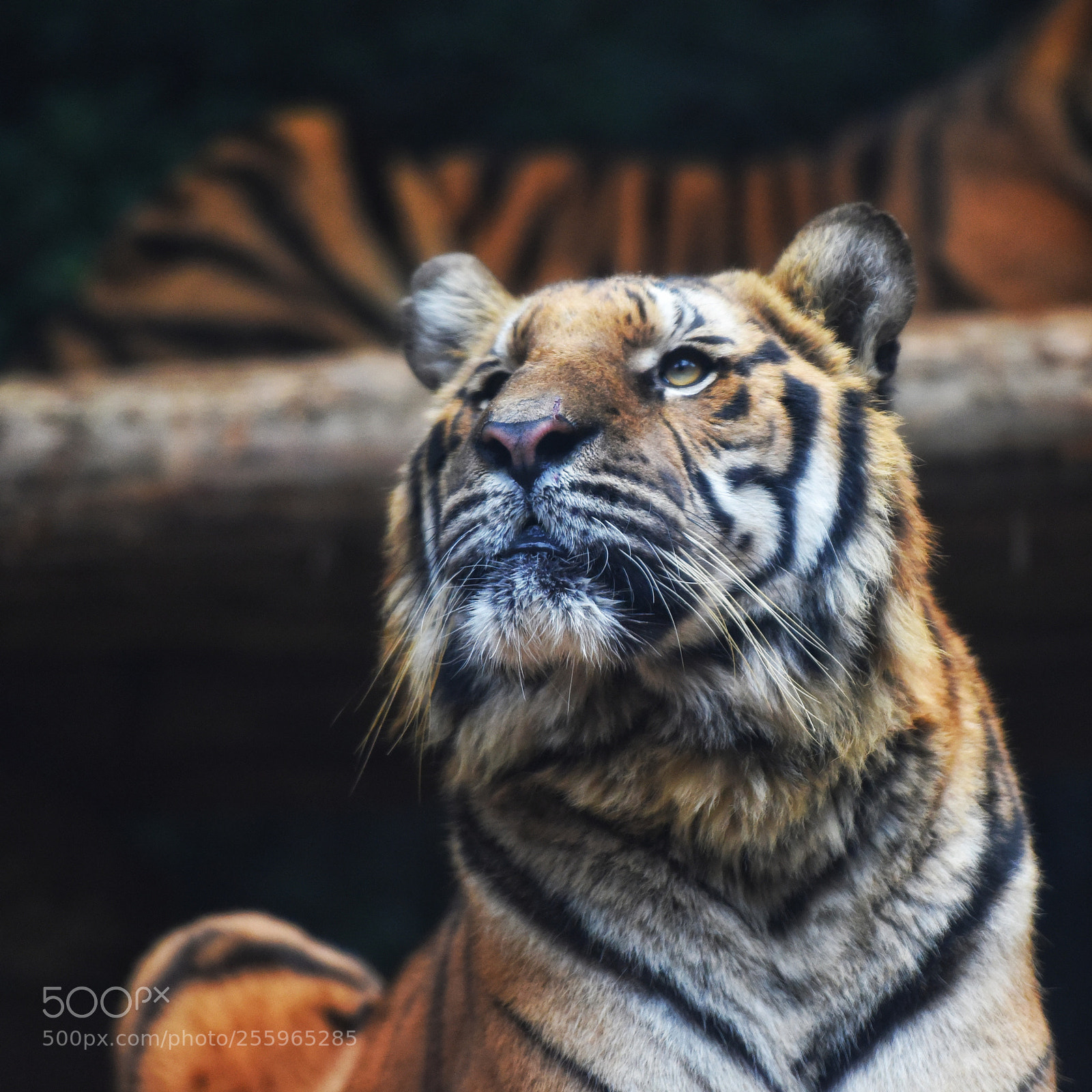 Nikon D810 sample photo. Big cat photography